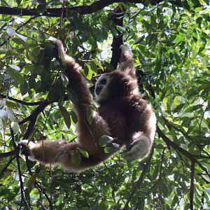 Sumatran White-handed Gibbon