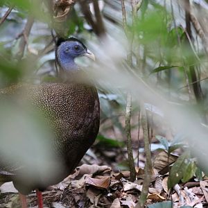 Great Argus Pheasant