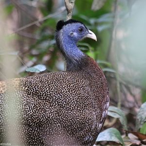 Great Argus Pheasant