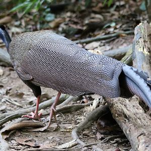 Great Argus Pheasant