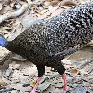 Great Argus Pheasant