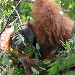 Large Male Sumatran Orangutan