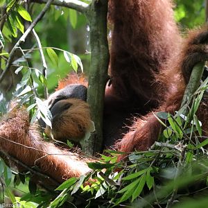 Large Male Sumatran Orangutan