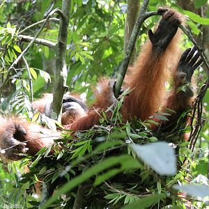 Large Male Sumatran Orangutan