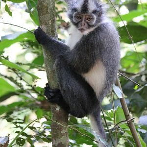 Thomas' Langur