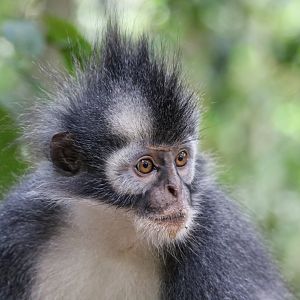 Thomas' Langur
