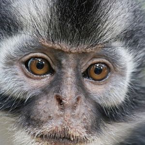 Thomas' Langur