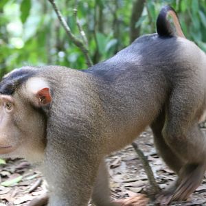 Southern Pig-tailed Macaque
