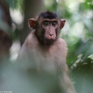 Southern Pig-tailed Macaque