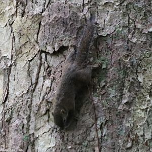 Sundasciurus - Slender Squirrel?