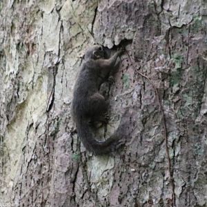 Sundasciurus - Slender Squirrel?