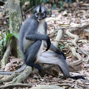 Thomas' Langur Sitting on the Trail