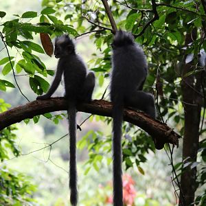 Baby Thomas' Langurs