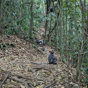 Thomas' Langur Troop on the Trail