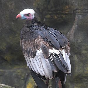 White-headed vulture (Trigonoceps occipitalis)