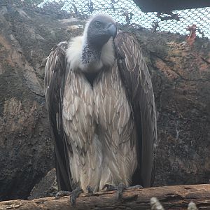 White-backed vulture (Gyps africanus)