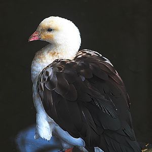Andean goose (Chloephaga melanoptera)