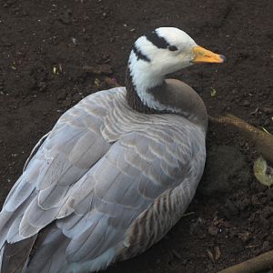 Bar-headed goose (Anser indicus)