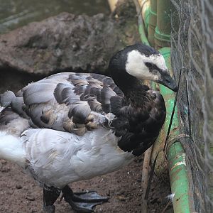 Barnacle goose (Branta leucopsis)