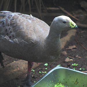Cape Barren goose (Cereopsis novaehollandiae novaehollandiae)
