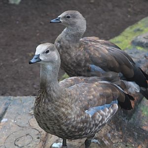 Blue-winged goose (Cyanochen cyanoptera)