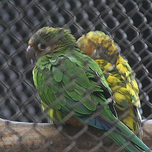 Southern Venezuela brown-throated conure (Eupsittula pertinax chrysophrys)