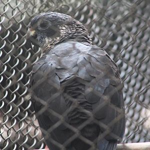 Dusky parrot (Pionus fuscus)