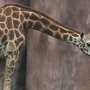 Baringo giraffe (Giraffa camelopardalis camelopardalis/rothschildi)
