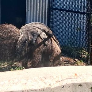 Baby giant anteater hanging onto mom