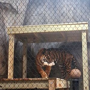 Tiger enjoys his lunch