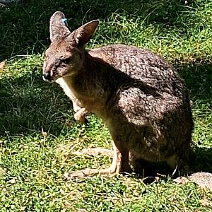 Parma wallaby