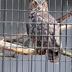 Great horned owl