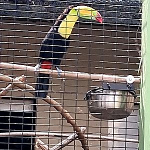 Toucan