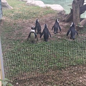 African penguin