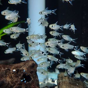 Dwarf Cory (Gastrodermus hastatus)