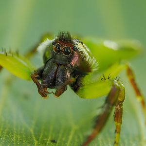 Green Jumping Spider Mopsus mormon