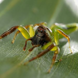 Green Jumping Spider Mopsus mormon