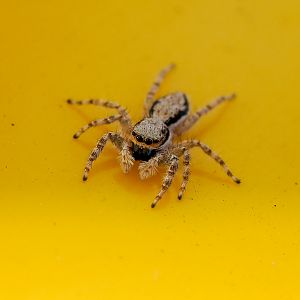 Grey Wall Jumping Spider, Menemerus bivittatus