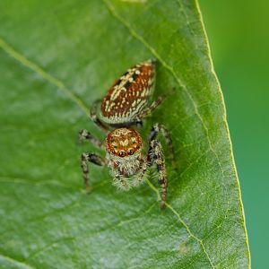 Garden Jumping Spider, Opisthoncus sp.