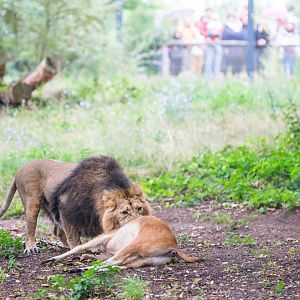 Whole-carcass feeding for the Asian lions at Zoo Schwerin