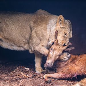 Whole-carcass feeding for the Asian lions at Zoo Schwerin