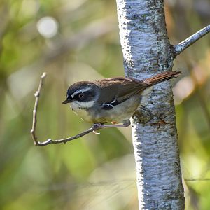 White-browed Scrubwren