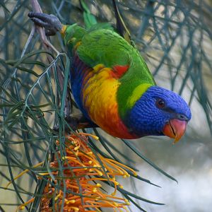 Rainbow Lorikeet
