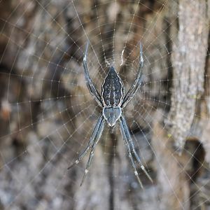 Bark-hugging Saint Andrew's Cross Spider, Argiope ocyaloides