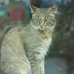Chinese Mountain Cat