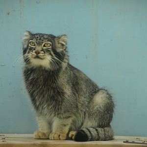 Hymalayan Pallas's Cat