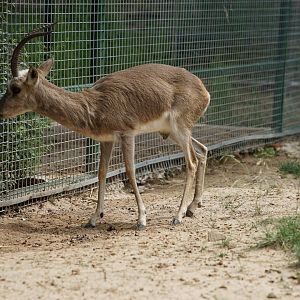 Tibetan Gazelle