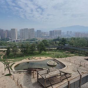 Tibetan Bear exhibit