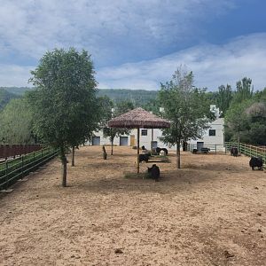 Wild Yak/Domestic Yak exhibit