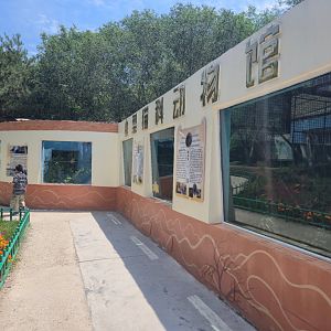 Chinese Mountain Cat exhibits